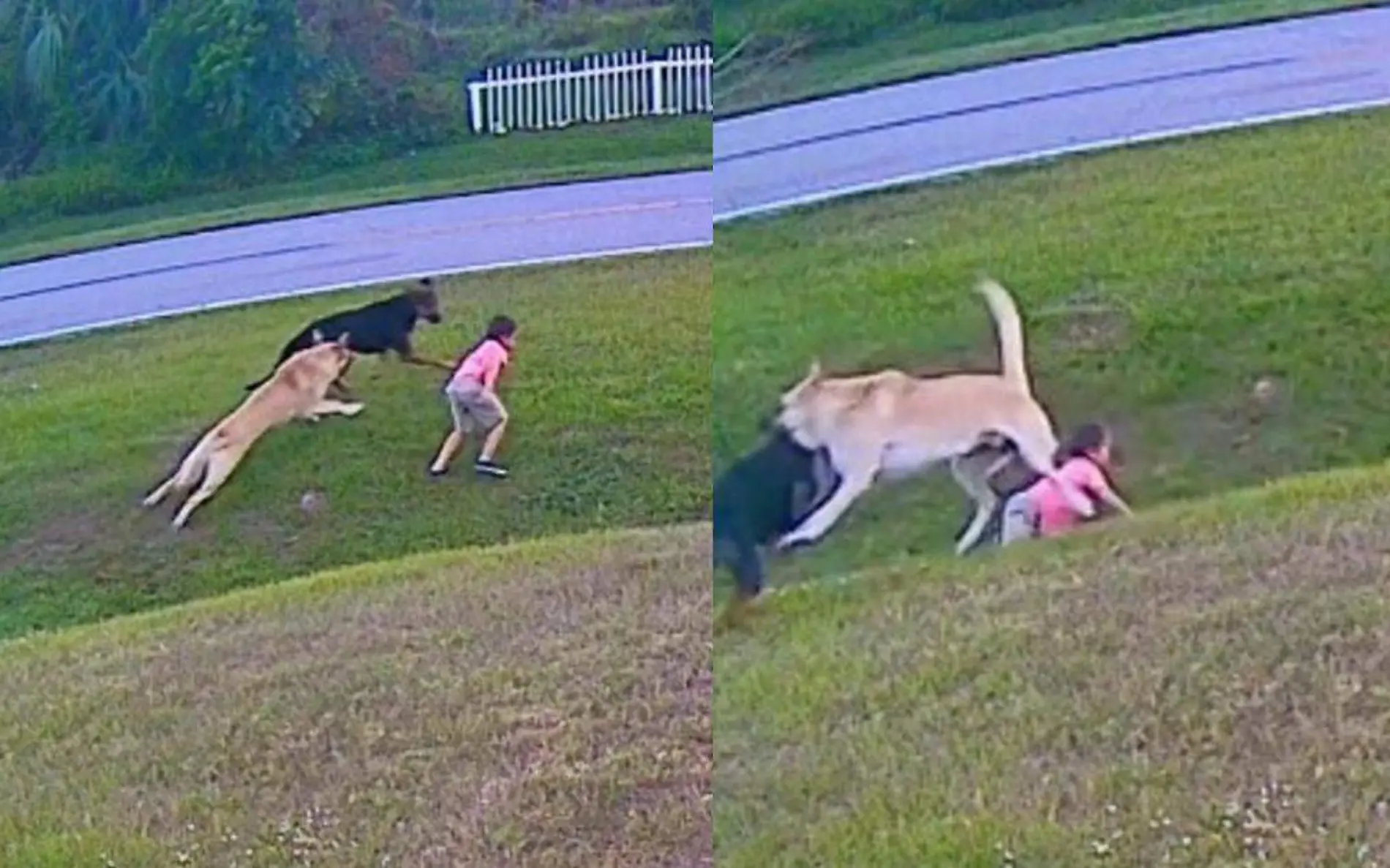 Perro defiende a su pequeno dueno